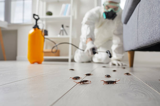 Commercial Kitchen Cockroach Control in Rosemont